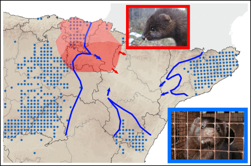 Visón europeo La batalla del Ebro_2