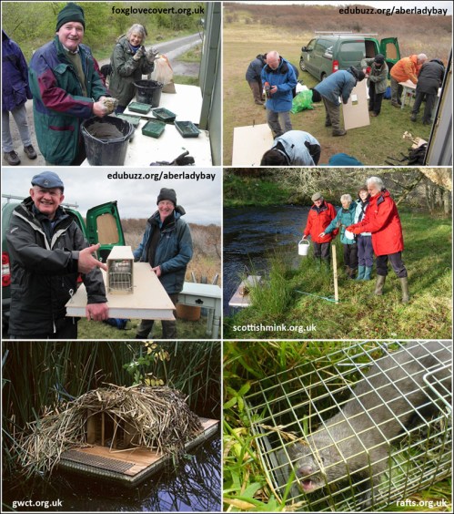 Mustela lutreola Neovison vison mink rafts