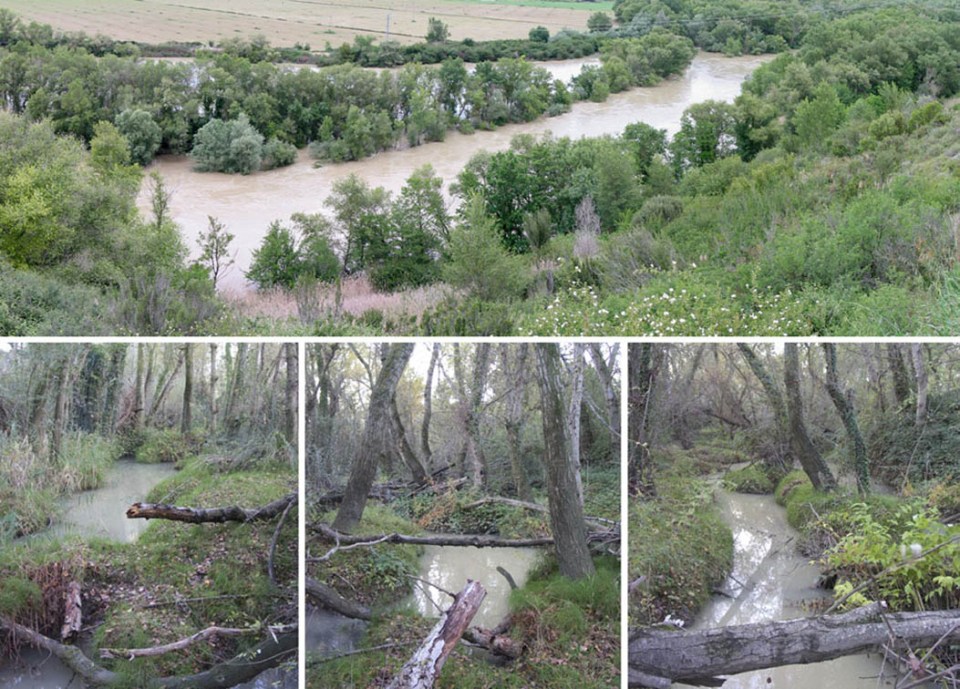 Vison europeo Habitat favorable