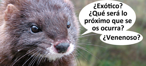Visón exotique_r
