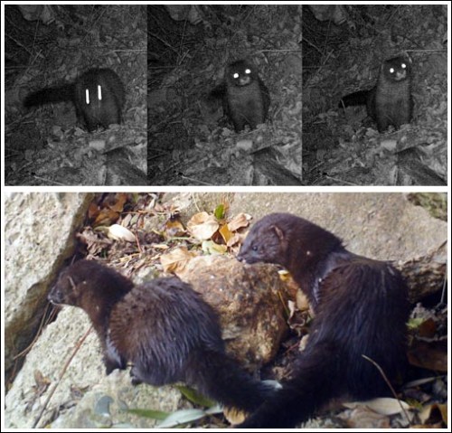 M2E39L134-133R395B312