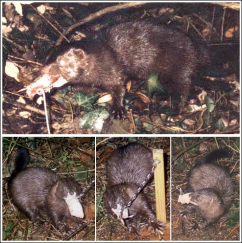 Visones cámaras año 2000_r_500 COMPO