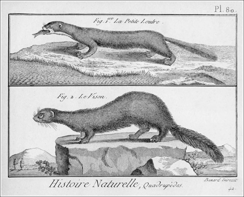 Dos visones Desmarest 1820_96_500