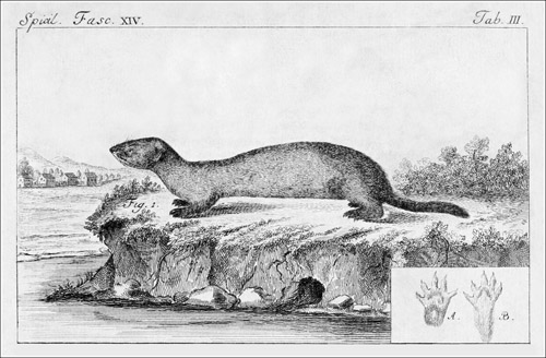 Mustela lutreola PALLAS 1780_96_500