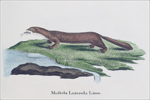 Mustela lutreola Schreber 1778_500