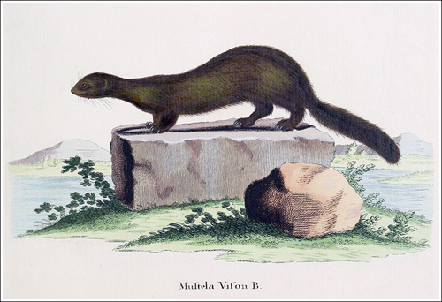 Mustela vison Schreber 1778_500