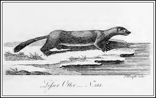 History of quadrupeds