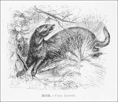 VE illustratednatur01wood_0373_96_500