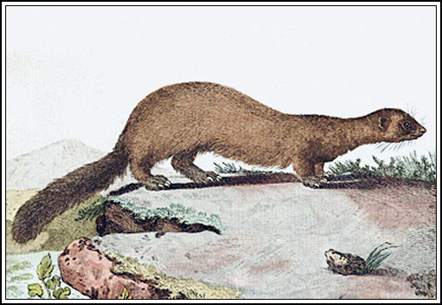 VISON AMERICANO Buffon coloreado_3_500