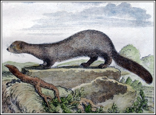 VISON AMERICANO Buffon coloreado_500