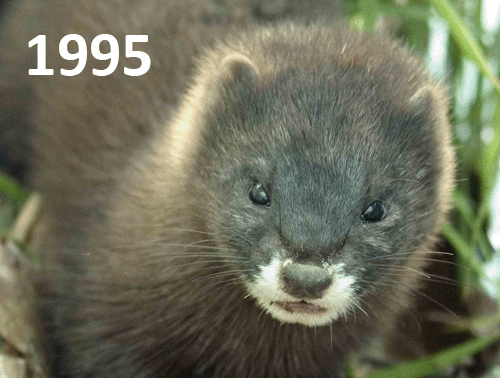 El visón cambia de cara