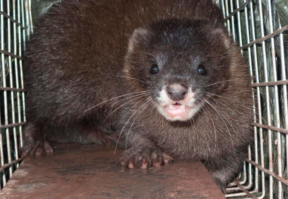 VE Graciano 29julio17_03_r